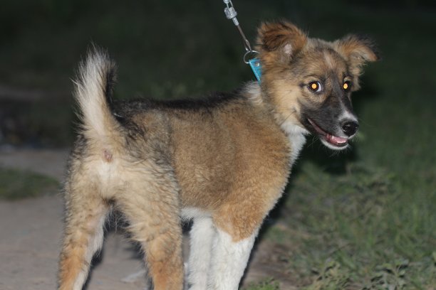 漂亮的狗狗特写图片。一只动物，棕色的狗，黑色的背景。狗与皮带库存图像。漂亮的狗狗特写图片。图片下载