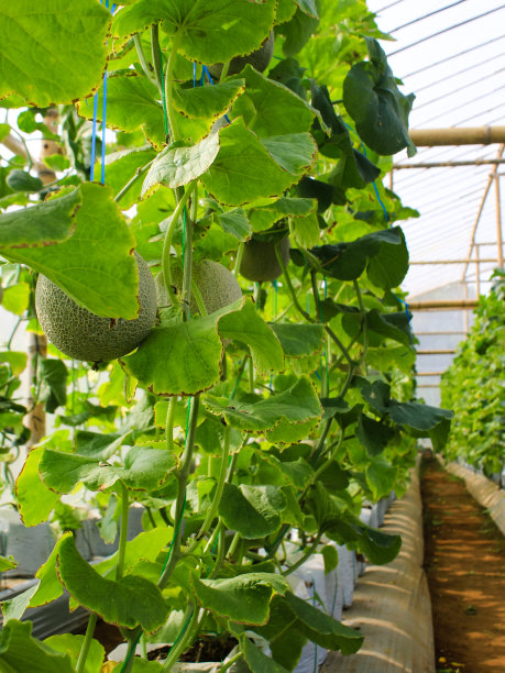 用瓜网支撑的温室里种植的新鲜瓜、青瓜、哈密瓜。图片下载