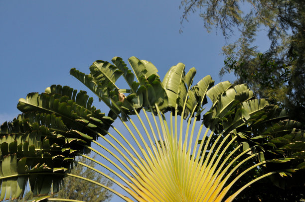 Ravenala madagascariensis,图片下载