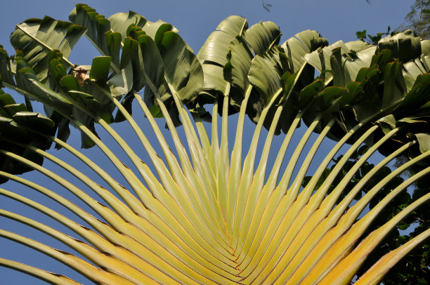 Ravenala madagascariensis,图片下载