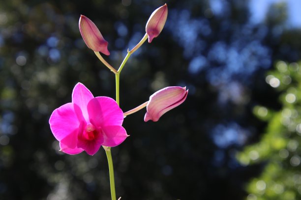 兰花的花图片下载