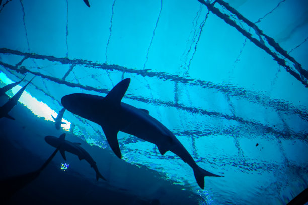 海豚在水中游泳的水族缸的低角度视图的剪影。图片下载