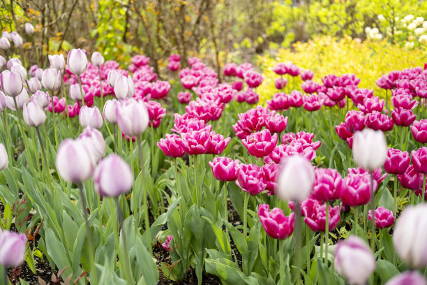 粉红色和紫色的郁金香，一个明亮的链状自然背景。图片下载