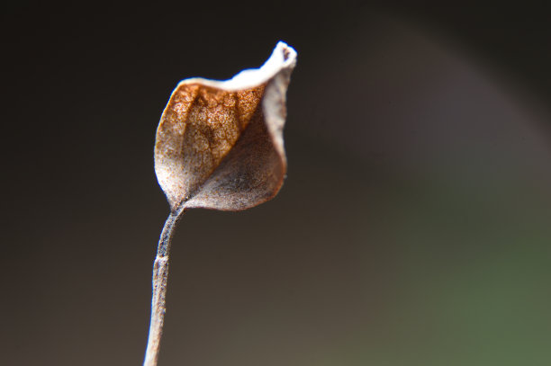 干树叶的照片。宏观图。放大图片下载