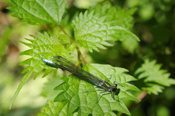 雄性黑斑蜻蜓(暗色百合属，菖蒲属)，身体上有美丽的金属光泽(野生动物特写微距照片)图片下载