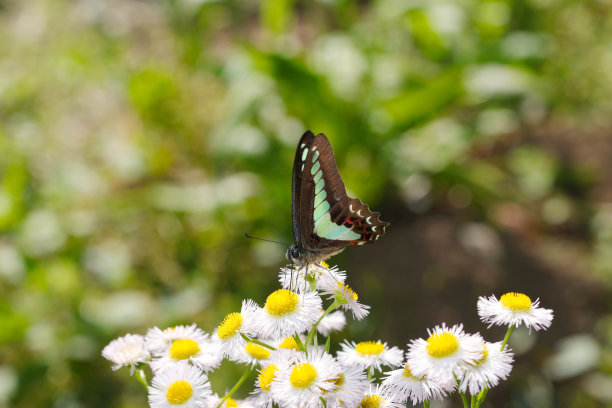 蓝翅燕尾蝴蝶正在吸食宁静花的花蜜(野生动物特写微距照片)图片下载