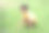 快乐的小4岁的高加索男孩坐在田野里玩捉迷藏，笑着，笑着，阳光明媚的一天。夏天在大自然户外玩耍的可爱小男孩图片下载