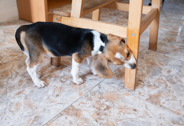 比格犬小狗在家里咬碎木制家具图片下载