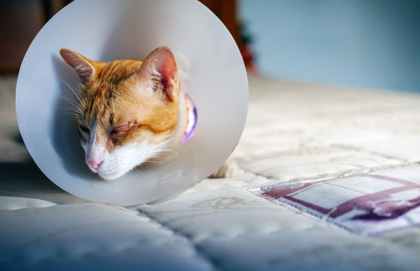 生病的橙色猫在房间里用伊丽莎白式的塑料项圈或锥形项圈防止他抓眼睛，可爱的猫戴着保护性的塑料项圈图片下载