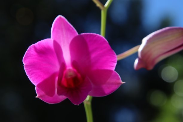 兰花的花图片下载