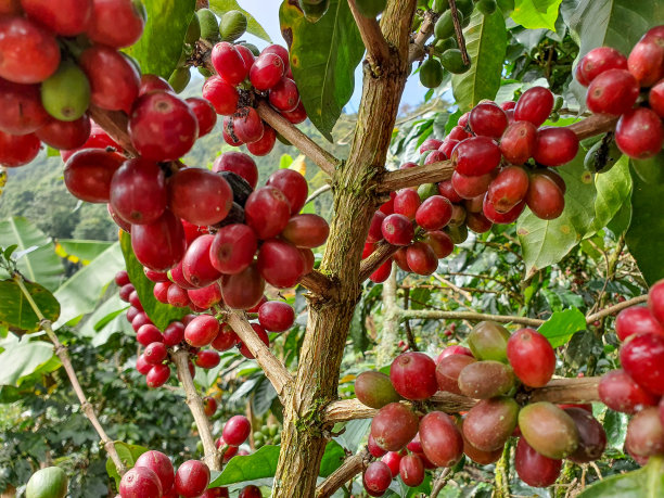成熟的咖啡树准备收获图片下载