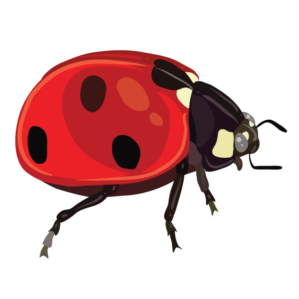 这张图片展示了一只瓢虫的详细插图。瓢虫有亮红色椭圆形的鞘翅，上面有黑点。头部很小，黑色，眼睛附近有白色斑点，腿和触角也是黑色的。图片下载