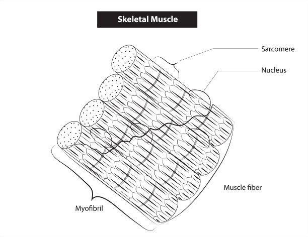 骨骼肌图片下载