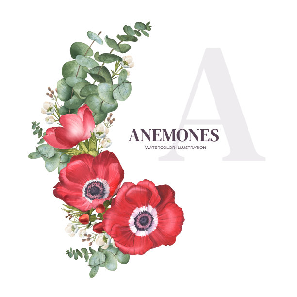 明亮的红色海葵、桉树、金丝桃和狼尾草的香味。水彩插图花卉安排与田间罂粟和绿色植物。花束为春天的横幅，卡片，花店图片下载