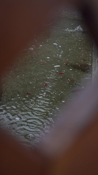 锦鲤鱼塘里的雨滴有一种独特的图案图片下载