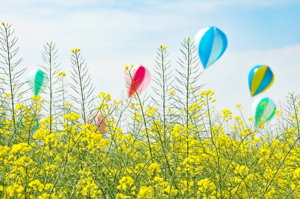 盛开的油菜籽和天空中的气球图片下载