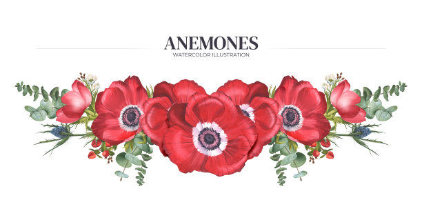 红海葵、桉树枝、金丝桃和鹰嘴草。水彩插图。一幅由罂粟和绿色植物组成的横向花卉构图。花束为春天的旗帜，花店图片下载