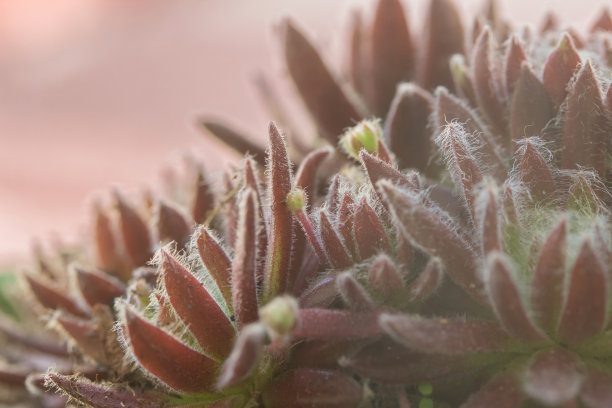 抽象的自然背景照片。家庭花卉栽培。图片下载