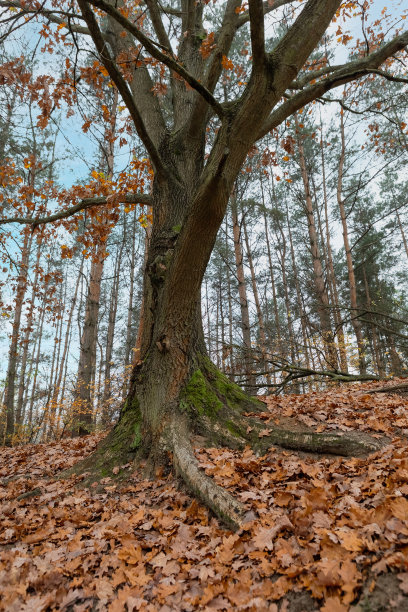 在色彩斑斓的秋天森林里，一棵有着巨大根系的百年橡树。图片下载