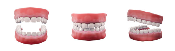 牙龈和牙齿模型。健康和牙科治疗图像。清洁牙齿的一组牙齿模型，在白色背景上3D渲染图片下载