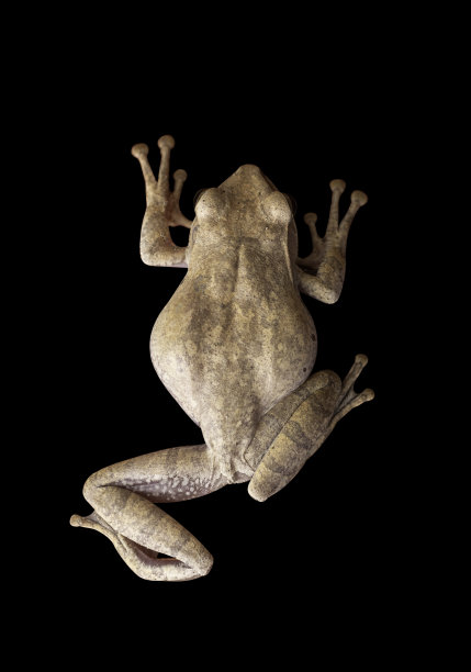 森林蛙透明背景图片下载