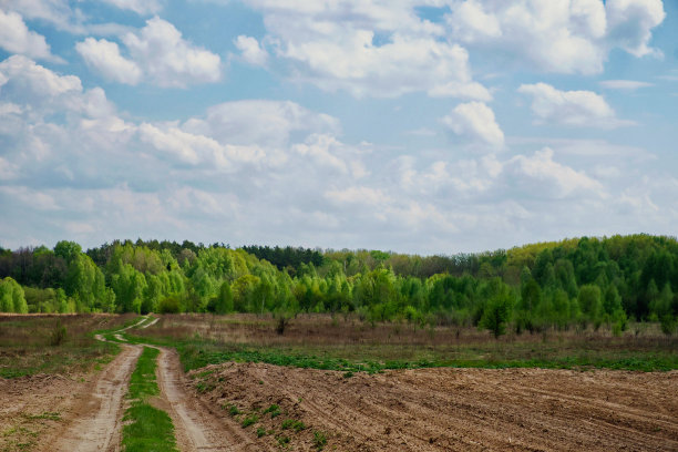 这张照片显示了在多云的天空下，一条泥泞的小路穿过一片田野，通向一片森林。图片下载