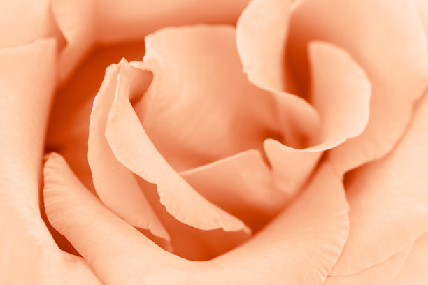 桃色玫瑰花朵背景，花的美学自然特写图案，植物设计背景，花卉俯视图照片，宏观花瓣盛开的玫瑰，趋势渐变颜色的年桃绒毛图片下载