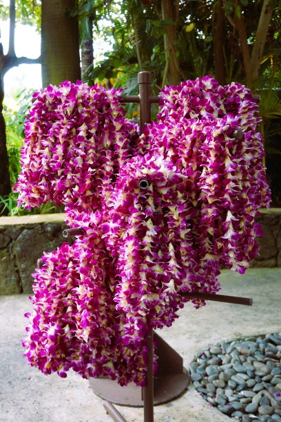 兰花lei图片下载