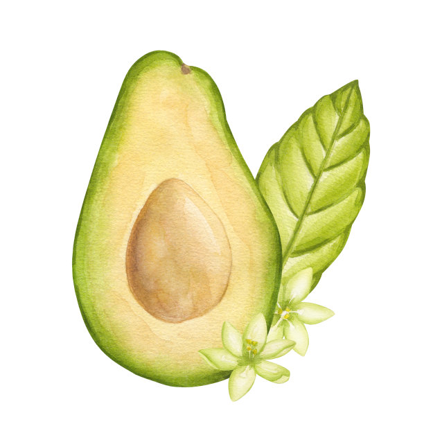 牛油果半果带籽，叶绿，花多。植物植物剪贴画。素食饮食绘画。手绘水彩插图孤立的白色背景。用于标识、印刷图片下载