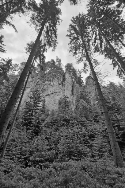 黑白照片。森林里的岩石和树木。图片下载