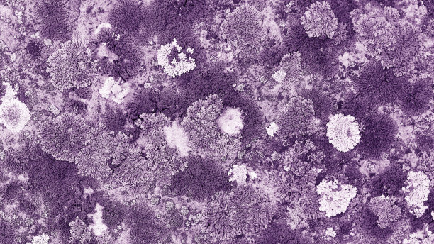 单色自然图案的彩色苔藓和地衣，自然纹理背景，特写表面覆盖着白色紫罗兰苔藓，微距短，俯视图照片微植物自然旗帜图片下载