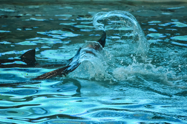 海豚马戏团景点图片下载