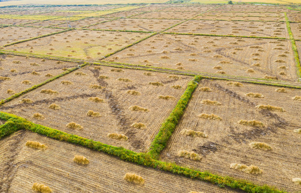 武昌市正在收割和准备收割的稻田航拍照片图片下载
