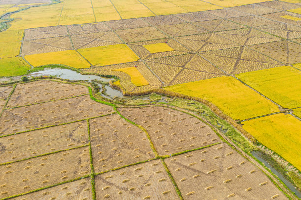 武昌市正在收割和准备收割的稻田航拍照片图片下载