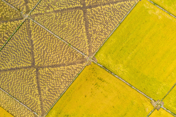 武昌市正在收割和准备收割的稻田航拍照片图片下载