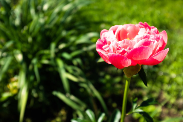 在阳光明媚的日子里，迷离的绿色花园背景上绽开一朵牡丹。粉色花用于出版物，设计，海报，日历，帖子，屏幕保护程序，壁纸，明信片，封面，网站。高质量照片图片下载