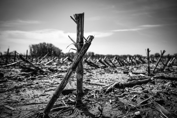 收获后的玉米田，黑白照片:南达科他州明尼哈哈县哈特福德的中西部农田夏季景观图片下载