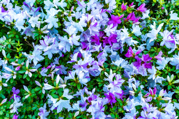 绚丽花朵背景插画图片下载