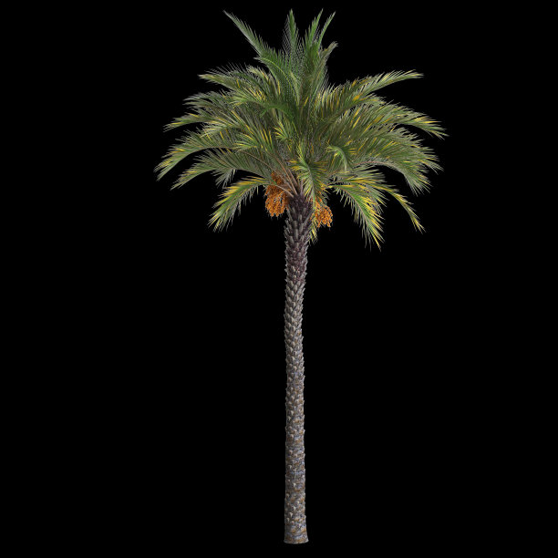 凤凰的三维插图dactylifera树孤立的黑色背景图片下载