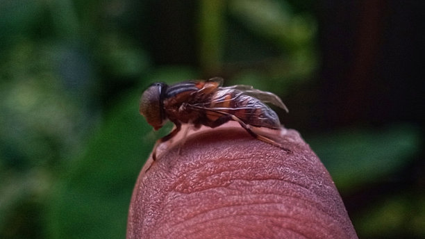 手指上的蜜蜂图片下载