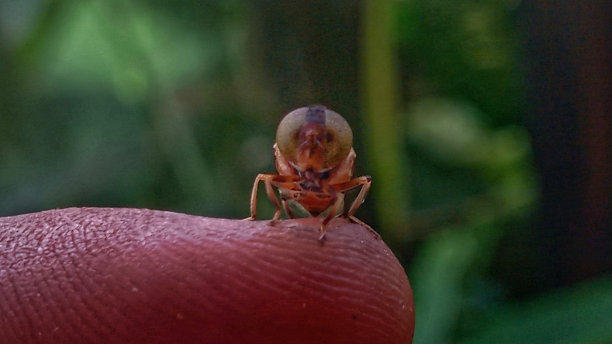 手指上的蜜蜂图片下载
