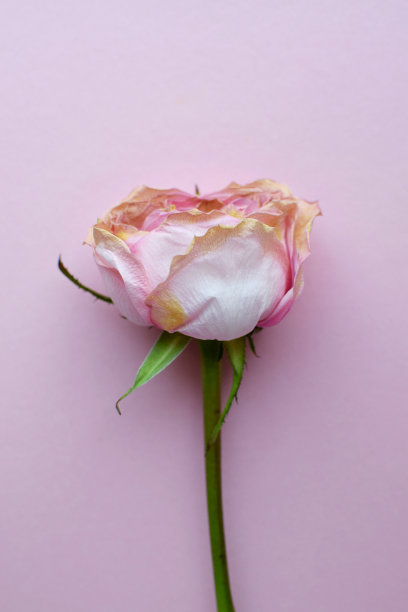 粉红色的干玫瑰在粉红色的背景。垂直的照片。图片下载