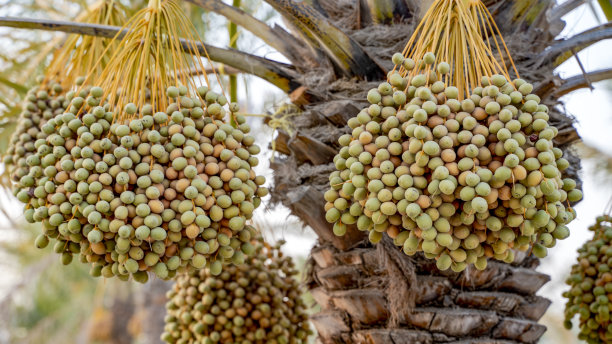 种植园里枣树上的一串枣子。图片下载