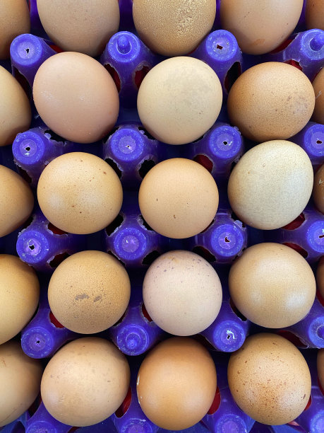 鸡蛋在架子上从上面的照片图片下载