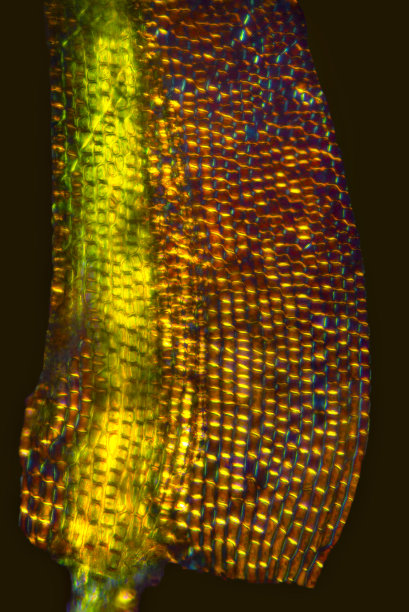 苔藓叶子的抽象显微照片，带有偏振。图片下载