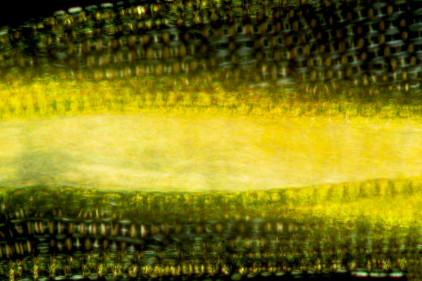 苔藓叶子的抽象显微照片，带有偏振。图片下载