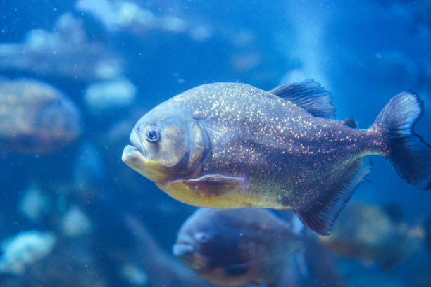 一只凶猛的食人鱼在水族馆里游泳的详细特写。强烈的捕食者图片下载