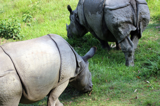 一只角犀牛在田野里吃草图片下载