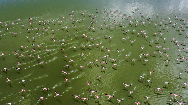 火烈鸟是一种优雅的候鸟，以翅膀上的红色而闻名。这些美丽的鸟喜欢生活在富含矿物质和食物来源的湖泊中，湖面上点缀着绿色、粉色和黄色。这些湖泊的鲜艳色彩是由于图片下载