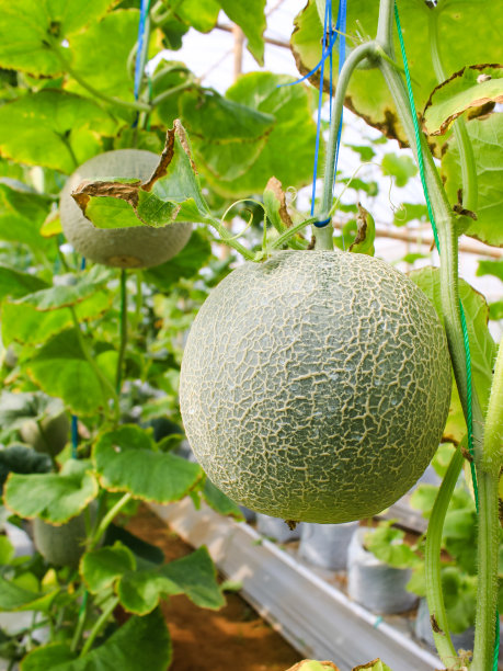 用瓜网支撑的温室里种植的新鲜瓜、青瓜、哈密瓜。图片下载